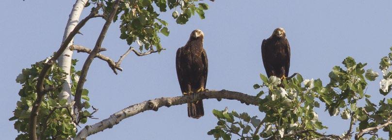 2. ábra: Öreg parlagi sas (Aquila heliaca) pár (fotó: Horváth Márton) / A pair of adult Eastern Imperial Eagles a Russian Raptor Research and Conservation Networkkel (RRRCN) együttműködésben.