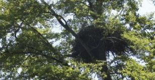 ábra: Szirti sas (Aquila chrysaetos) fészke a Zemplénihegységben / Golden Eagle nest in the Zemplén Hills A Zempléni-hegységben az eddig is ismert és nyilvántartott öt territóriumból négyet foglaltak