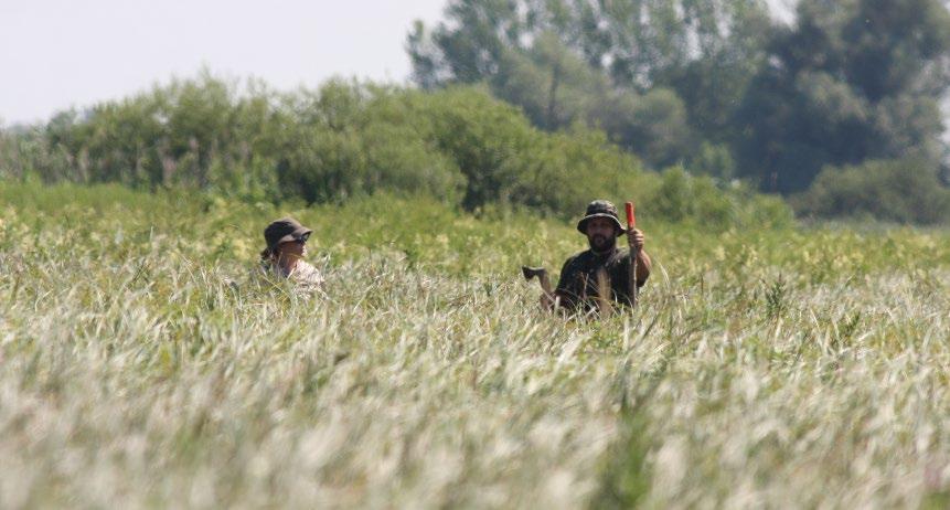 3. ábra: Védőzóna kijelőlése karókkal, a Marcal-medencében (fotó: Kaufman Gábor) / Marking the protection zone around the nest in the Marcal Basin A Marcal-medencében egy mocsárréten fészkelő barna