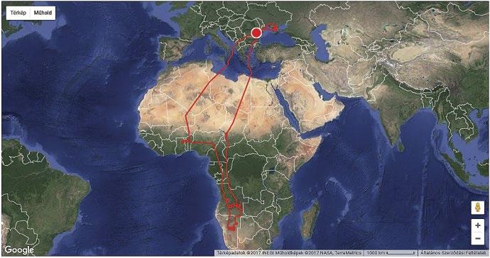 A kék vércsék ideális esetben Európából, a Földközi-tenger partvidékéről elindulva pihenő nélkül, folyamatos hátszélben teszik meg az afrikai útjuk első állomásáig tartó útszakaszt.