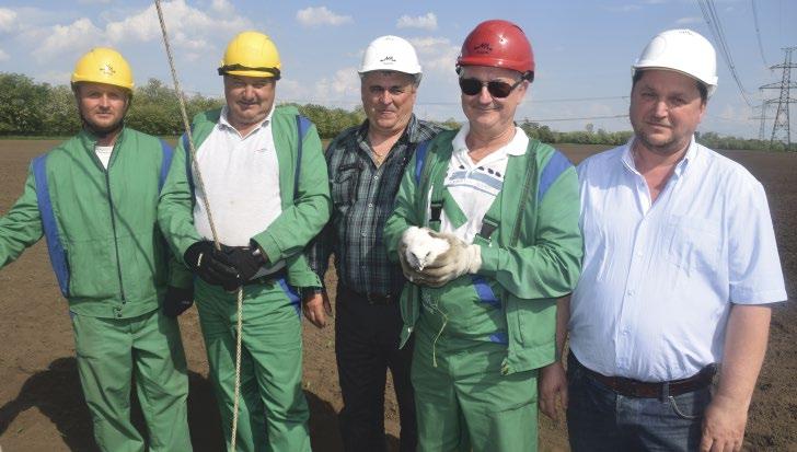 4. ábra: Fiókagyűrűzés a MAVIR munkatársaival (fotó: Bagyura János) / Ringing with MAVIR workers már nem volt szükség további adatokra, és mivel az adó működése sem volt már megbízható, 2016.