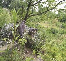 a fészektől való távozás után fél-háromnegyed órával már táplálékkal jön be az öreg madár a fészekbe. Az eszközök levételére általában nyáron, a fiatalok kirepülését követő időszakban kerül sor.