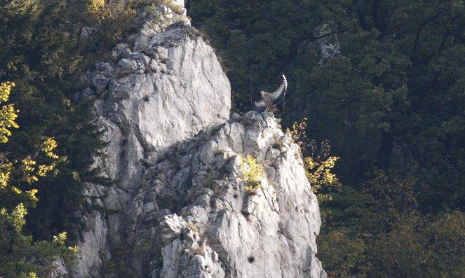 2. ábra: A fakó keselyűk (Gyps fulvus) a Bükkben is megjelentek 2015-ben (fotó: Majercsák Bertalan) / Griffon Vultures turned up in the Bükk Hills too in 2015 A Kárpát-medencében a fakó keselyű