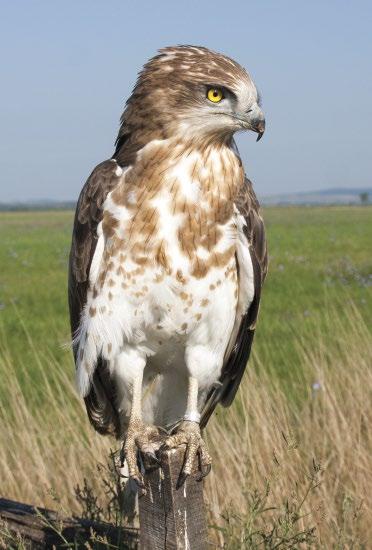 Másodéves kígyászölyv (Circaetus gallicus) repatriálásának tapasztalatai Árvay Márton, Juhász Tibor, Papp Gábor & Turny Zoltán* *Magyar Madártani és Természetvédelmi Egyesület, Ragadozómadár-védelmi