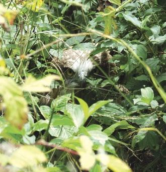 5. ábra: Megtalálásakor, egy átláthatatlan szedresben (fotó: Papp Gábor) / Being found in dense bushes itthon előforduló fiatal kígyászölyvek által használtakhoz képest.