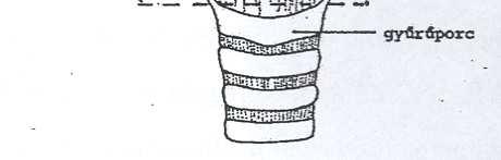 van, mindkét oldalon, fefelé a nyelvgyököt is elérheti Csak a