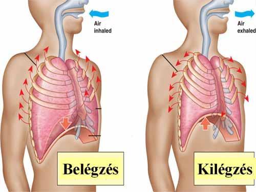 21 Kilégzéskor a külső bordaközi izmok elernyednek és a belső bordaközi húzódnak össze, a bordák lesüllyednek, a rekeszizom elernyed, a rekeszkupolák megemelkednek, a mellüreg térfogata csökken és