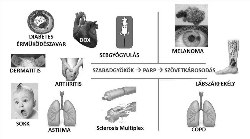 152 VIRÁG LÁSZLÓ pet. Ez a történet szépen példázza, hogy mind a szabad gyökök termelődése, mind a sejthalál lehet élettani folyamat, és nem feltétlenül azonosítható kóros elváltozásokkal.