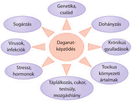 az életmód különbségei, mozgás, testsúly, dohányzás stb. A táplálékkal a szervezetbe jutó karcinogének lehetséges útjait a 2. ábra mutatja be.