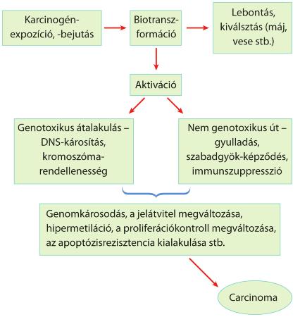 genomkárosodást okozhatnak, vagy nem genotoxikus termékként gyulladást, szabadgyök-képződést, immunszuppressziót okozó hatás érvényesülhet, ami a jelátviteli rendszerben okozhat gondot (1. táblázat).