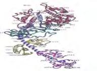 DCMi GENETIKAI TÉNYEZŐK DCM myocardium fehérje mutációk / DCMi MHC gének : MHC I: 14 bp deletio HLA G MHC II: DCM DR4 DCM i DCMi poz asszoc DR12,DR 5, DQ5