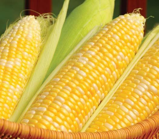 A mexikói huitlacoche elnevezésű étel például maga a kukoricapenész, amiért úgy rajonganak, hogy akár a helyi szarvasgombának