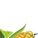 A torzsájából készült főzet pedig orrvérzés ellen hatásos, de készülhet belőle borogatás is, duzzanatokra, fekélyekre, sebekre