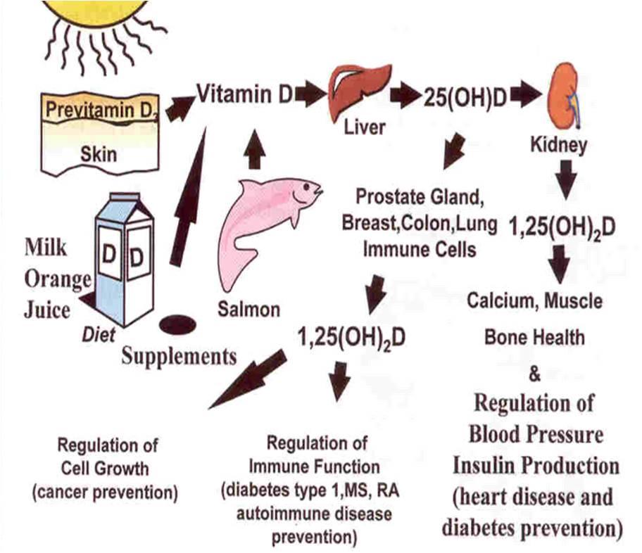 D-vitamin hiány következményei D-vitamin hormonszerű előanyag, amely hozzájárul az aktív D-hormon termelődéséhez a szervezetben fő forrása a bőrt érő napsugárzás (késő ősztől tavaszig ez nem elég!