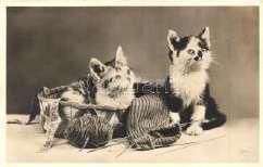 Cats. Meissner & Buch