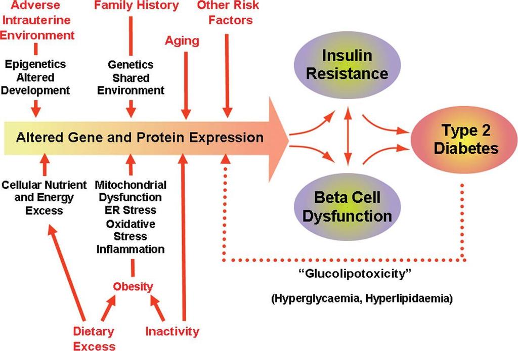 Genetikai háttér II-es típusú diabetes mellitus Wanzhu