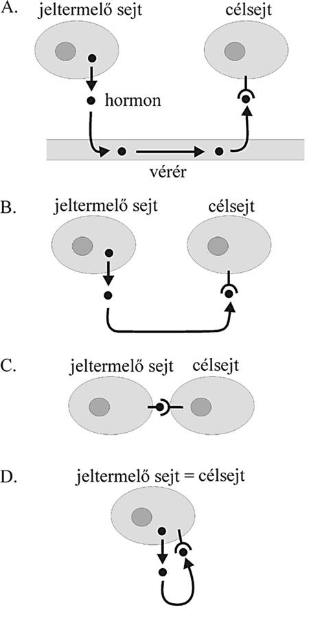 Az idegi szabályozókör (reflex) központ afferens szár efferens szár receptor effektor (mirigy, ér, izom) Szabályzott