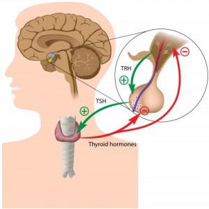 hormonok immunrendszer idegrendszer citokinek