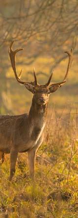 Dámvad - Damwild - Fallow deer Dámbika Damhirsch Fallow buck Trófeasúly Geweihgewicht Weight of antlers I. kategória/kategorie/category kg /10g > 1,99 635.- 2,00 2,49 635.- + 7.- 2,50 2,99 985.- + 7.- 3,00 3,49 1335.