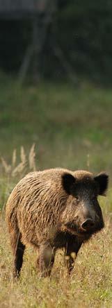 Vaddisznó egyéni vadászat Schwarzwild Einzeljagd Wild boar individual hunting Kan elejtés Abschuß von Keiler Tusker Agyarhossz Waffenlänge Length of tusks I.