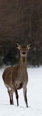 HAJTÓ ÉS TERELŐ VADÁSZAT I. KATEGÓRIÁS TERÜLETEN DRÜCKJAGD UND RIEGELJAGD IM JAGDGEBIETE KATEGORIE I. DRIVEN HUNTING IN CATEGORY I.