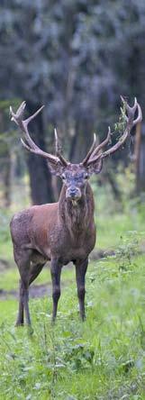 Gímszarvas - Rotwild - Red deer Gímbika Rothirsch Stag Trófeasúly Geweihgewicht Weight of antlers I. kategória/kategorie/category kg /10 g > 2,99 655.- 3,00 3,99 655.- + 3.- 4,00 4,99 955.- + 4.