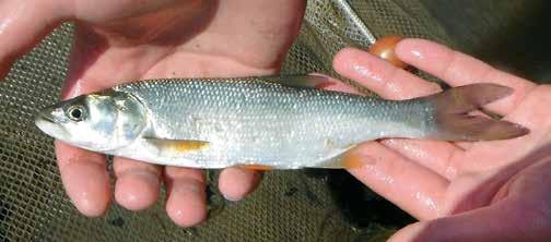 A sujtásos küsz (Alburnoides bipunctatus) a