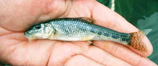 A kárpáti márna (Barbus carpathicus) kiemelkedő