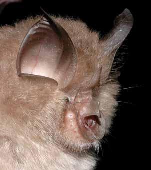 A kis patkósdenevér (Rhinolophus hipposideros) a vizsgálati