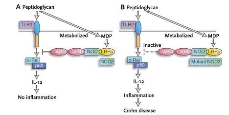 Bacterial cell wall degradagon fragments and modulagon of the innate immune response L.A.J.
