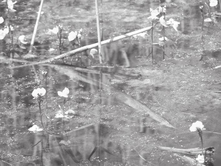 A23: a fehér tündérrózsa (Nymphaea alba), a vízitök (Nuphar lutea), és a közönséges rence (Utricularia vulgaris). A3a: a tündérfátyol (Nymphoides peltata).