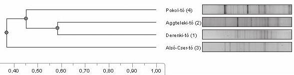 2. ábra. A planktonikus baktériumközösségek összehasonlítása DGGE mintázatuk alapján A DGGE sávmintázatok alapján (2. ábra jobb oldala) szerkesztett dendrogramon (2.