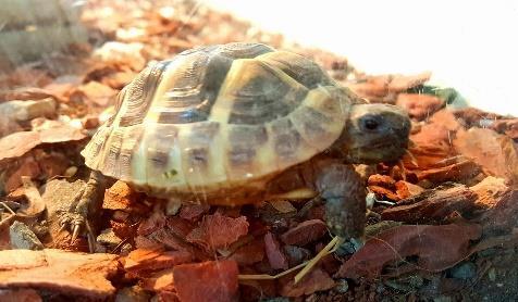 Görög teknősök az óvodában 2018. februárjában a gyerekek nagy örömére két görög teknős érkezett az óvodába.