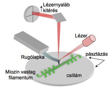 miozinmolekulák feloldhatóak vizes közegben Egymolekula