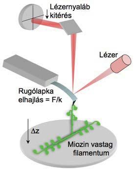 of repetitive force peaks correlates with spacing of charged regions