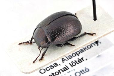 Bogarak az ócsai gyakorlótérről (Coleoptera) 657 4. ábra.