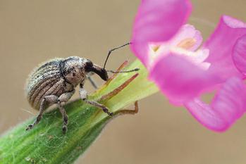 Bogarak az ócsai gyakorlótérről (Coleoptera) 659 Brentidae Pálcaormányos-félék Apion cruentatum Walton, 1844 vérpiros cickányormányos Fűhálózás, 2006.V.27., MO.
