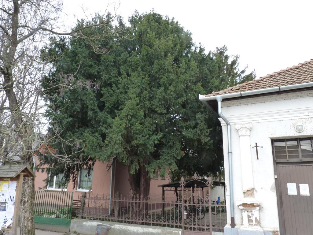 3. melléklet a./2018. ( ) önkormányzati rendelethez Helyi természeti értékek - értékleltár Sorszám: 1. A védendő objektum megnevezése: Tiszafa (Taxus baccata) A vizsgálat ideje: 2002.