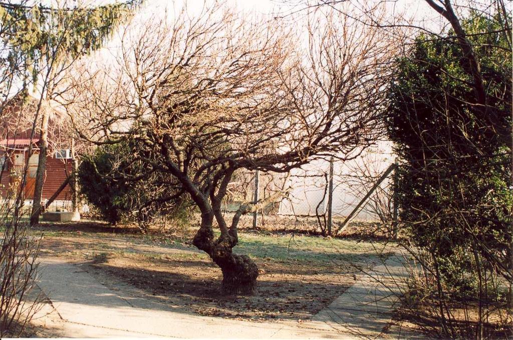 Sorszám: 2. Védendő objektum megnevezése: Fehér eperfa (Morus alba fegyvernekiana ) Vizsgálat ideje: Címe: Helyrajzi száma: 177/3. 2002. augusztus Fegyvernek, Szent Erzsébet u. 167/a.