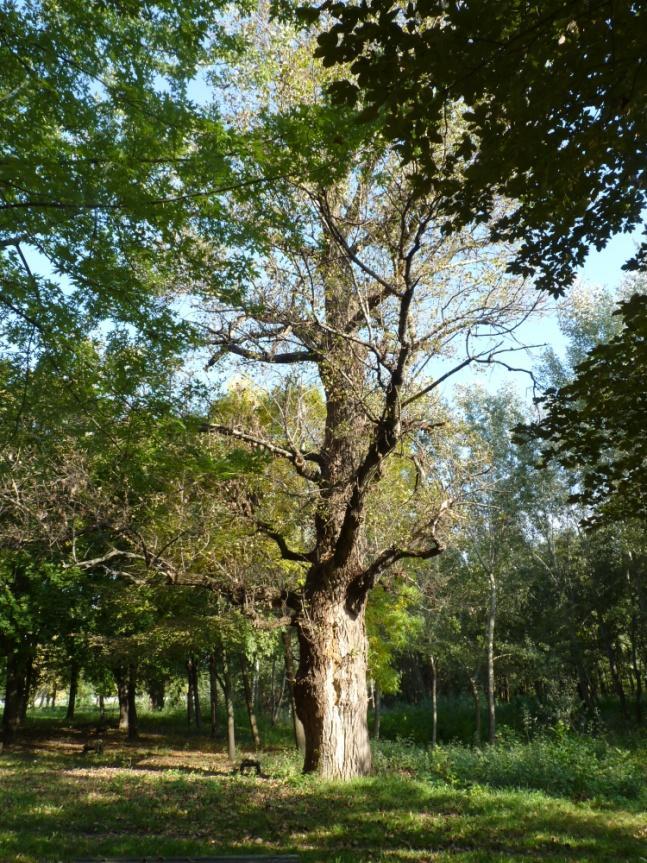 szeptember Fegyvernek Ifjúsági park.