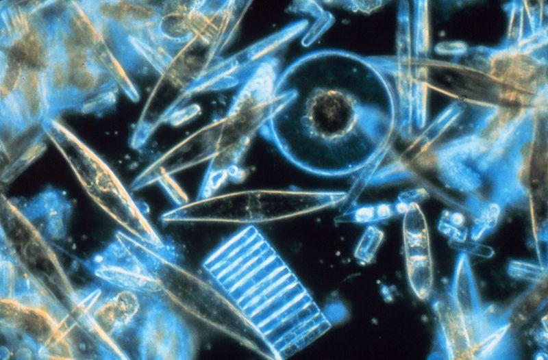 A plankton paradoxon (Hutchinson 1961) A tengeri fitoplanktonnak eddig körülbelül 5000 faját