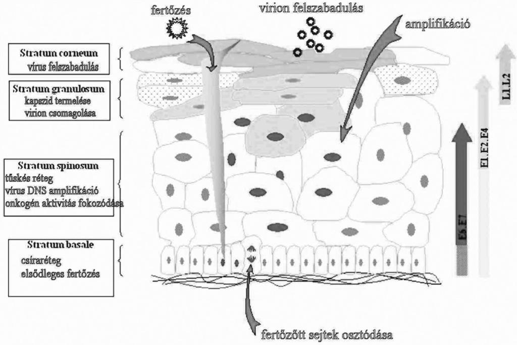 Biologia Acta Scientiarum Transylvanica, 20/1, 2012. koi lo ci táknak nevezik (3. ábra). A kiértékelés vizuálisan mikroszkóp segítségével történik, amihez gyakorlat szükséges.