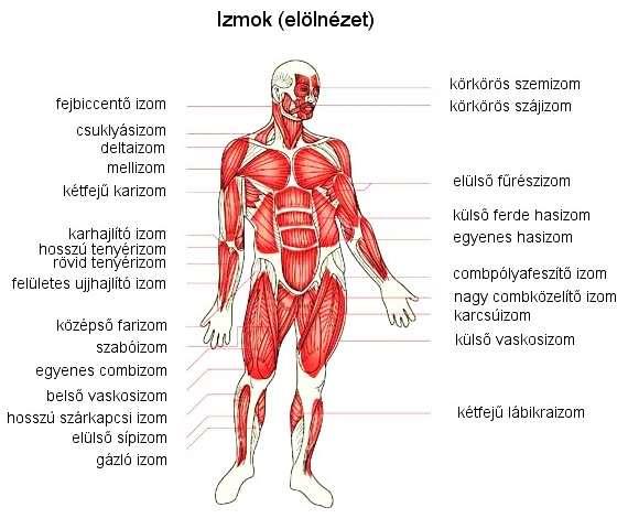 Az izmok alakja: a végtagokon orsó alakúak, a törzsön laposak, a testnyílások körül gyűrűszerűek.