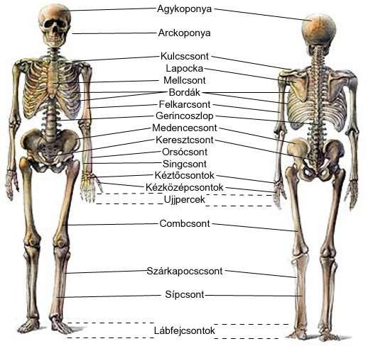 orsócsont,singcsont kéz csontjai kéztő-, kézközépcsontok, ujjpercek alsóvégtag függesztőöv a medence