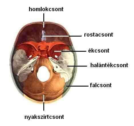 falcsontok (páros), halántékcsontok (páros). 2.