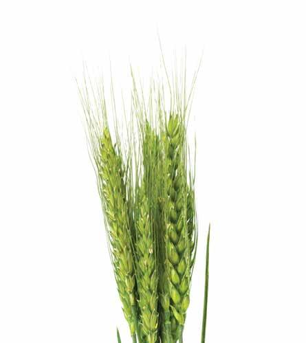 SÓLYOM 460 EC három hatóanyag a kompromisszumok nélküli hatékonyságért Hatóanyag: 167 g/l tebukonazol + 43 g/l triadimenol + 250 g/l spiroxamin Forgalmazási kategória: II.
