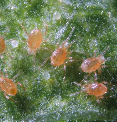 BIOLÓGIAI MEGOLDÁSOK PHYTOLINE P Phytoseiulus persimilis Ragadozó atka KULTÚRA KÁROSÍTÓ KISZERELÉSI EGYSÉG hajtatott paprika, uborka, tojásgyümölcs, paradicsom, dinnye, szamóca, dísznövények