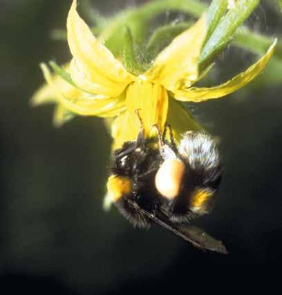BIOLÓGIAI MEGOLDÁSOK BEELINE Bombus terrestris Földi poszméh FELHASZNÁLÁSI TERÜLET KAPTÁR TÍPUSA megporzás elősegítése 30-50 egyed/ kaptár > 60 egyed/