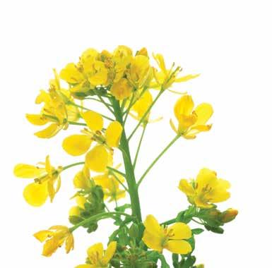 GOMBAÖLŐ SZEREK PROTECTOR 240 EC regulátor és gombaölő szer ugyanazon kannában Hatóanyag: 160 g/l tebukonazol + 80 g/l protiokonazol Forgalmazási kategória: I.