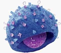 A B sejtek központi (Ig-dependens és -független) szerepe az autoimmun betegségek patogenezisében Antigén prezentáció T sejt aktiváció és polarizáció Citokin termelés, A természetes és más
